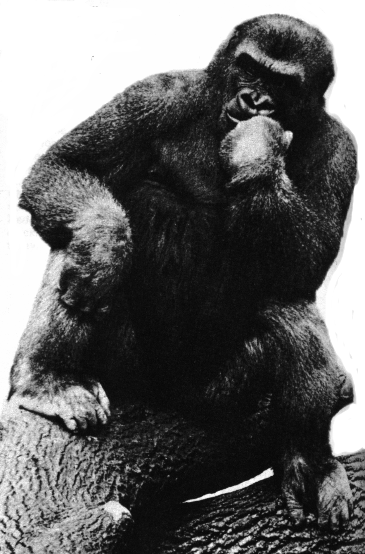 thinking ape thinking ape