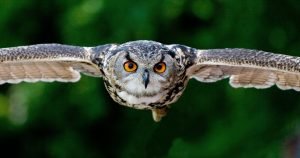 %name owl pexels photo 357159